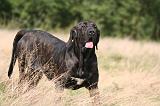 FILA BRASILEIRO 160